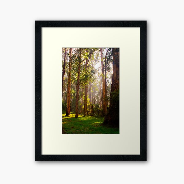 Item preview, Beams of light stream through the trees at Olinda Falls in portrait designed and sold by Elana Bailey.