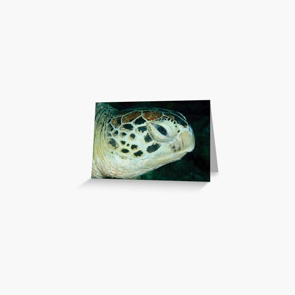 Green turtle - Chelonia mydas Greeting Card