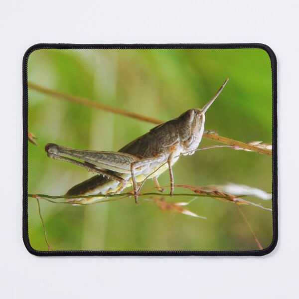 Item preview, Grasshopper designed and sold by Paws and Ink Art.