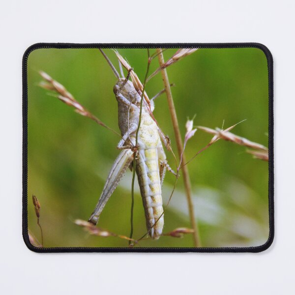 Item preview, Grasshopper Hanging About designed and sold by Paws and Ink Art.