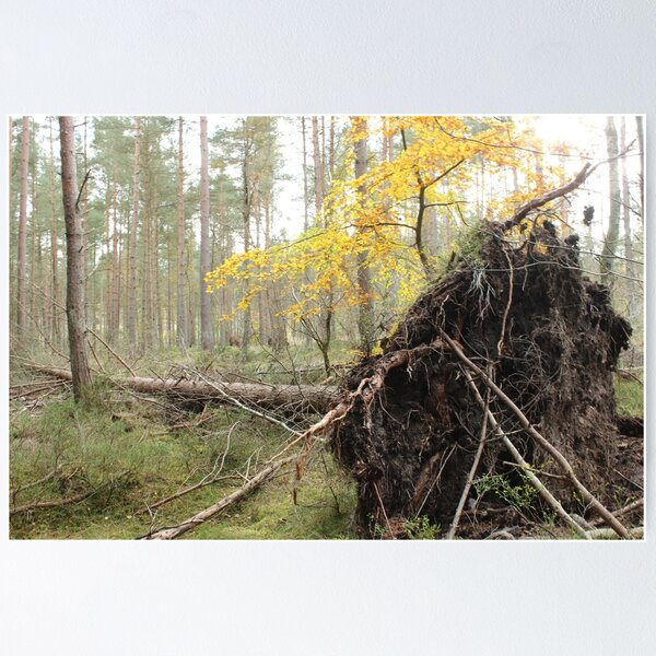 Item preview, Fallen Tree designed and sold by Darrenadie.