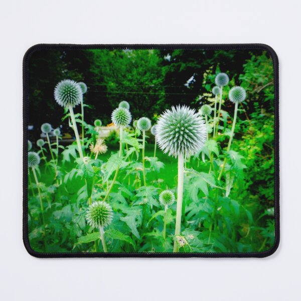 Item preview, Small Globe Thistles 11 designed and sold by Robert Alsop.
