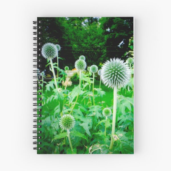 Item preview, Small Globe Thistles 11 designed and sold by Robert Alsop.
