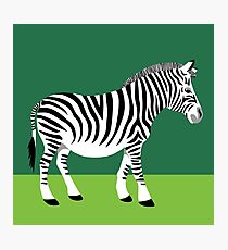 A zebra Z Photographic Print
