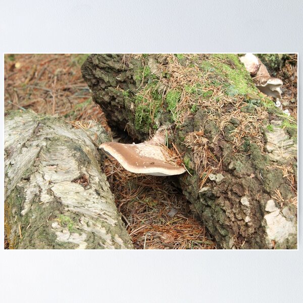 Item preview, Fungi On Tree designed and sold by Darrenadie.