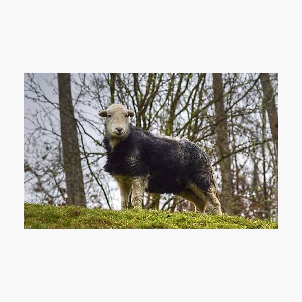 Item preview, Herdwick Sheep designed and sold by Jamie  Green.