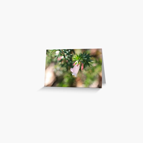 Sunlit Pink Heath Greeting Card