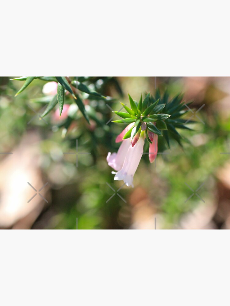 Sunlit Pink Heath by LisaGHunter