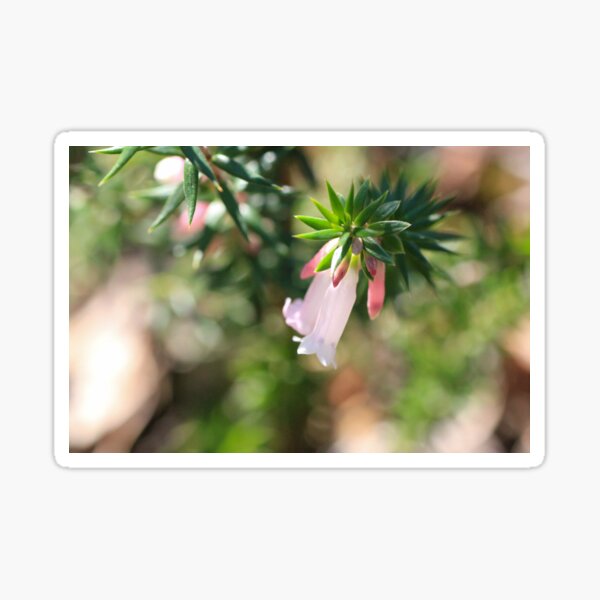 Sunlit Pink Heath Sticker