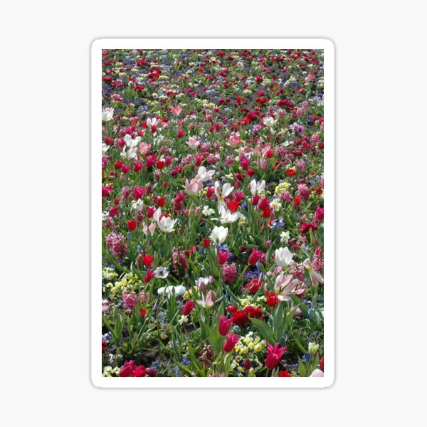 A carpet of colourful spring flowers Sticker