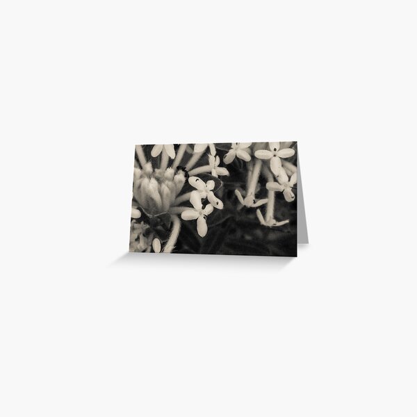 Blooming Riceflowers Greeting Card