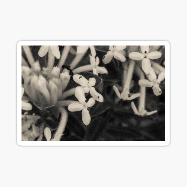 Blooming Riceflowers Sticker