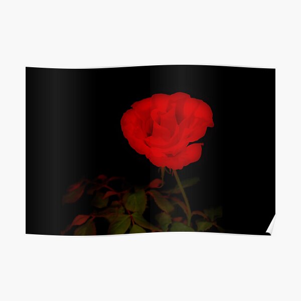 Rose Perfect Poster