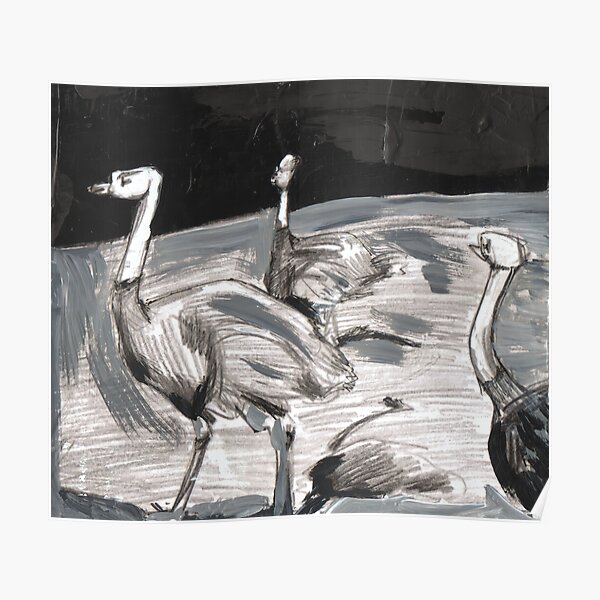 Ostriches Poster