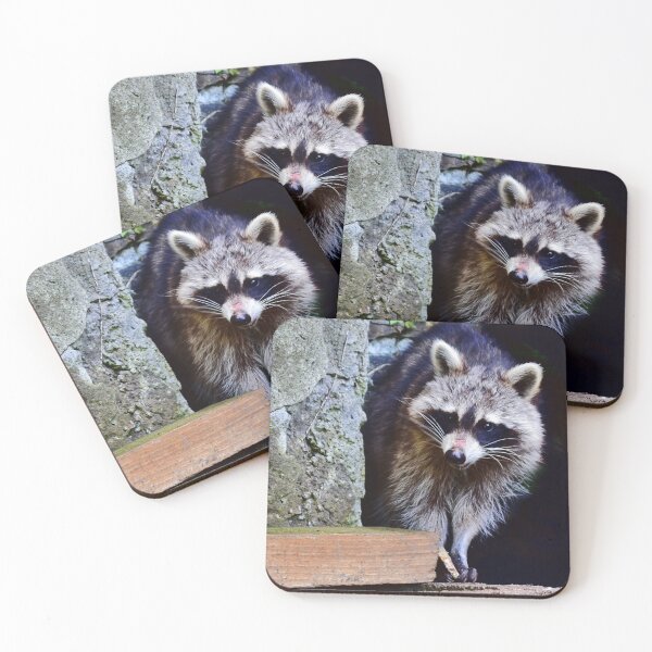 Item preview, A shy raccoon designed and sold by Glineur.