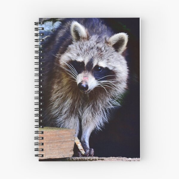 Item preview, A shy raccoon designed and sold by Glineur.