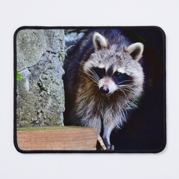 Item preview, A shy raccoon designed and sold by Glineur.