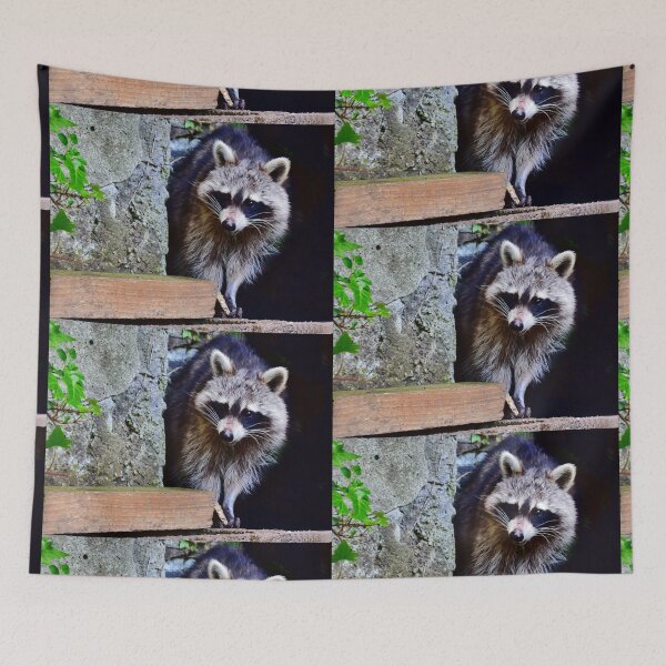 Item preview, A shy raccoon designed and sold by Glineur.
