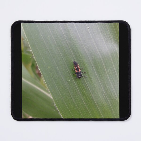 Item preview, Ladybird Larvae designed and sold by SandersSP-Merch.