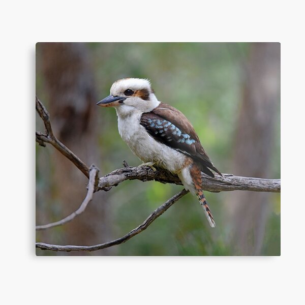 Australian Kookaburra Metal Print