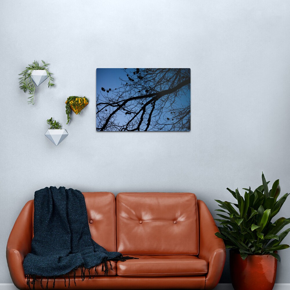 Tree in the pre-dawn light Metal Print