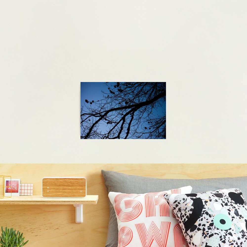 Tree in the pre-dawn light Photographic Print