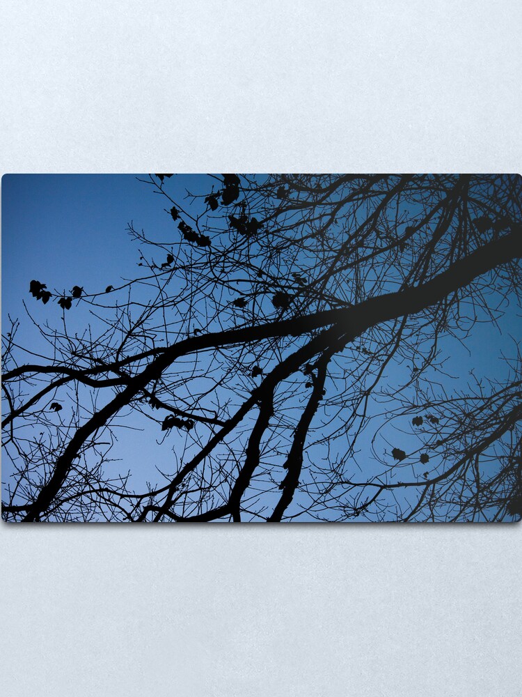 Alternate view of Tree in the pre-dawn light Metal Print
