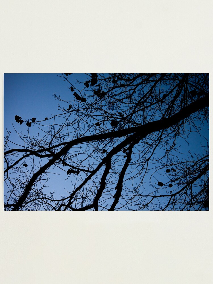 Alternate view of Tree in the pre-dawn light Photographic Print