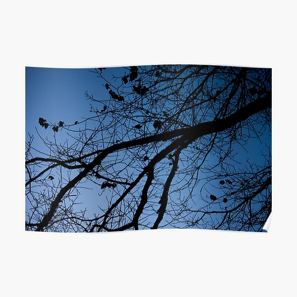 Tree in the pre-dawn light Poster