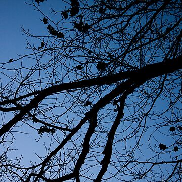Artwork thumbnail, Tree in the pre-dawn light by mistered