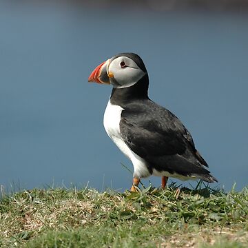 Artwork thumbnail, Solitary Puffin in profile by Alternative Perspectives