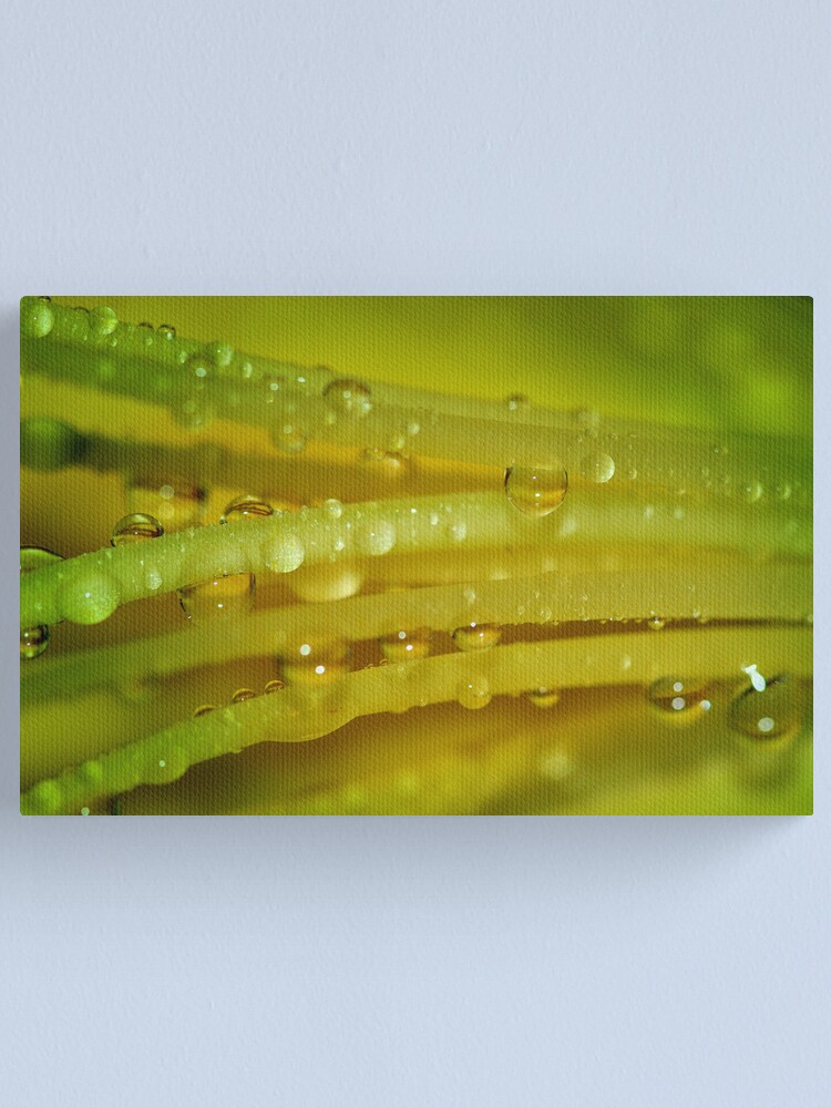 Thumbnail 1 of 3, Canvas Print, Lemon Drops designed and sold by idnurse41.