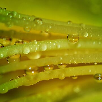 Artwork thumbnail, Lemon Drops by Pamela Bates