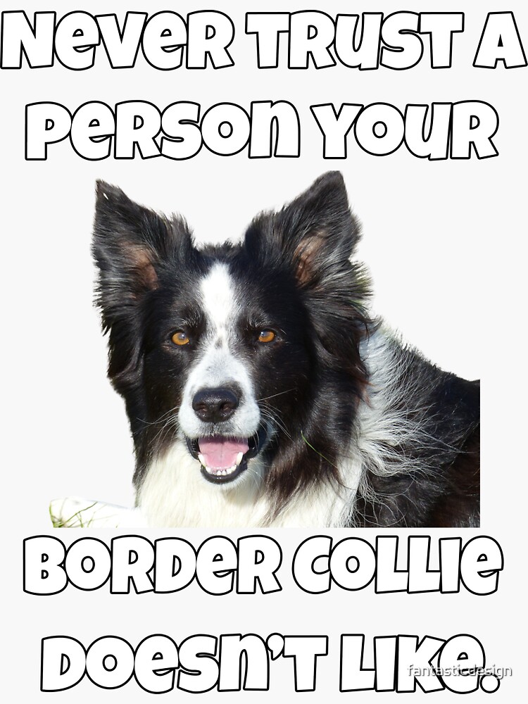 Donate Dogs Trust Border Collie Border Collie Dog Lovers Never