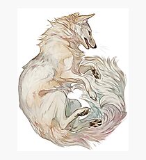 Corsac fox Photographic Print