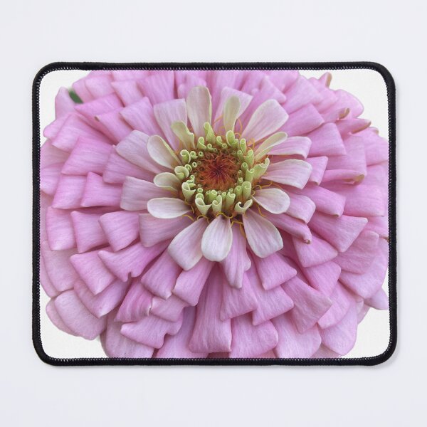 Item preview, Blush Pink Zinnia Flower designed and sold by crazyclover.