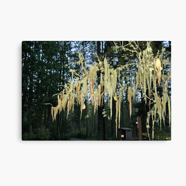 Item preview, "The Forest After The Sun Sets" designed and sold by Lynn Bawden.