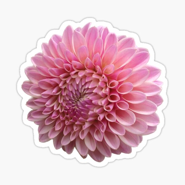 Item preview, Pink Coralie Dahlia Flower designed and sold by crazyclover.