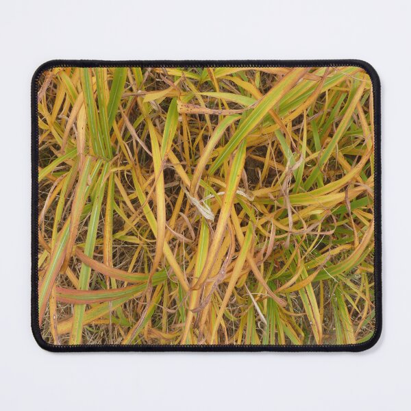 Item preview, Tri Colored Autumn Grasses designed and sold by Ladydi.