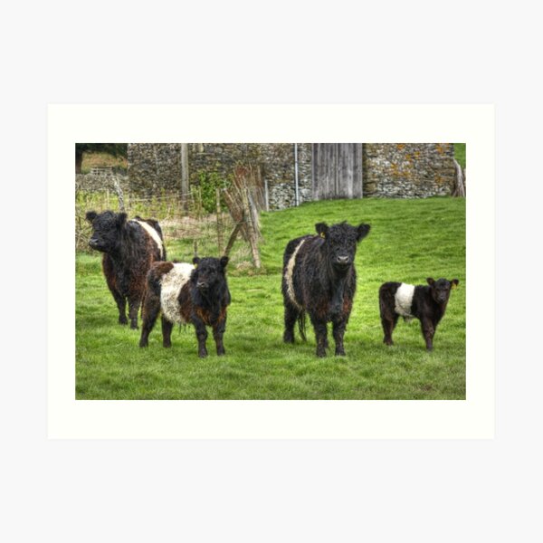 Belted Galloways. Art Print
