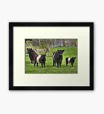 Belted Galloways.. Framed Print