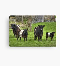 Belted Galloways. Canvas Print
