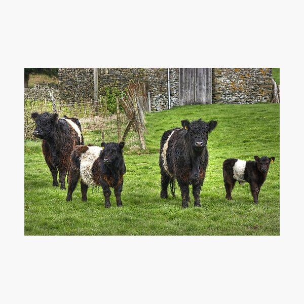 Belted Galloways. Photographic Print