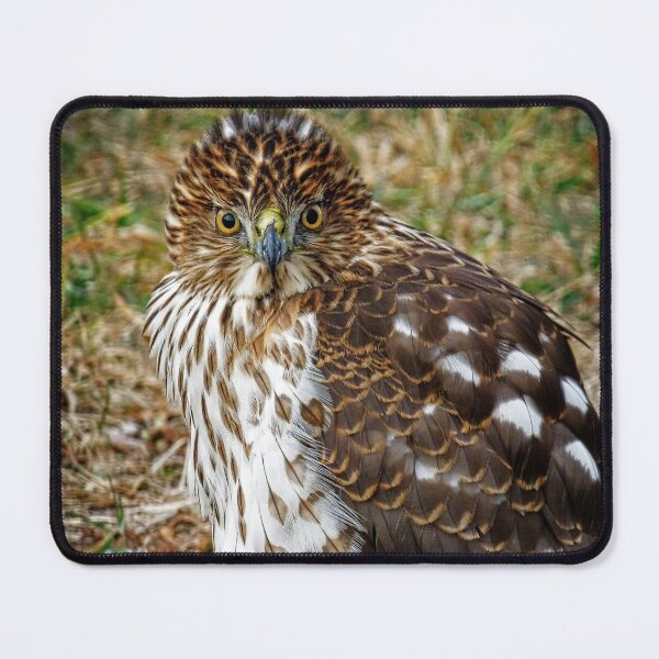 Item preview, Young Hawk designed and sold by Ladydi.