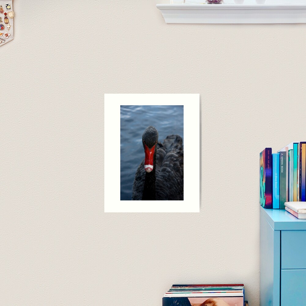 Western Australian Black Swan Art Print