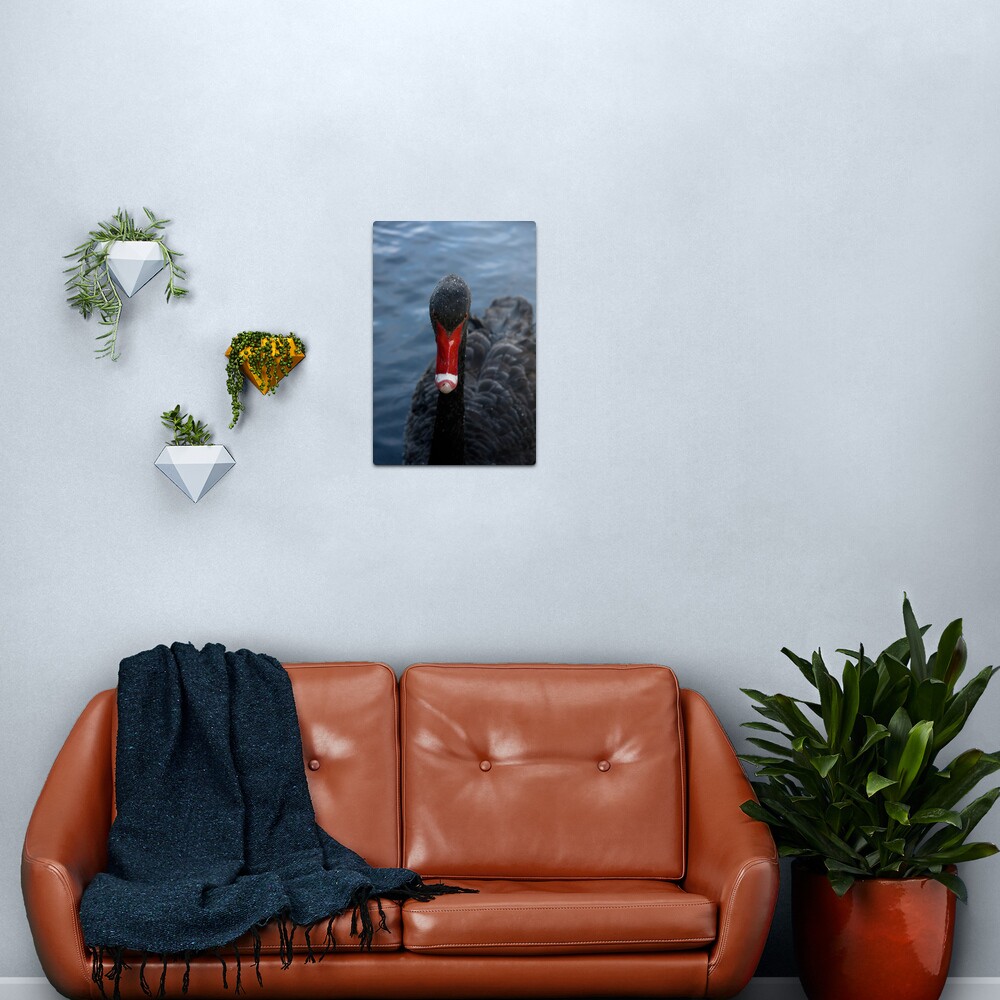 Western Australian Black Swan Metal Print