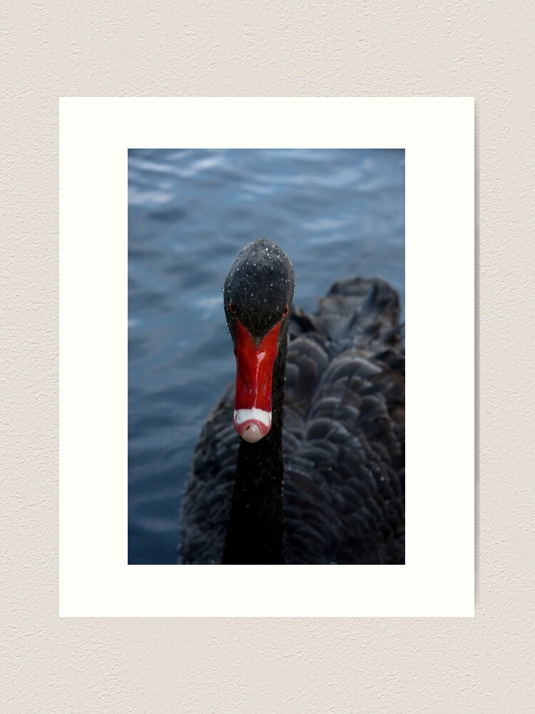 Alternate view of Western Australian Black Swan Art Print