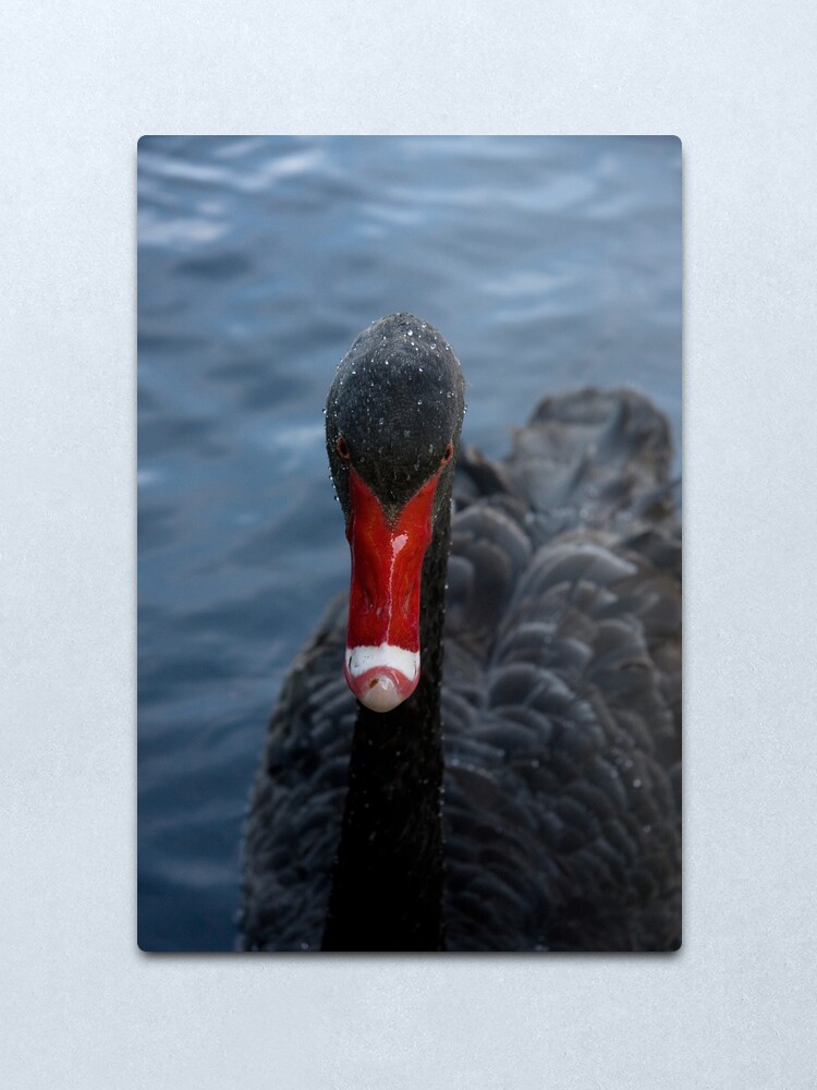 Alternate view of Western Australian Black Swan Metal Print