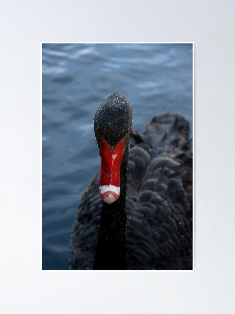 Alternate view of Western Australian Black Swan Poster