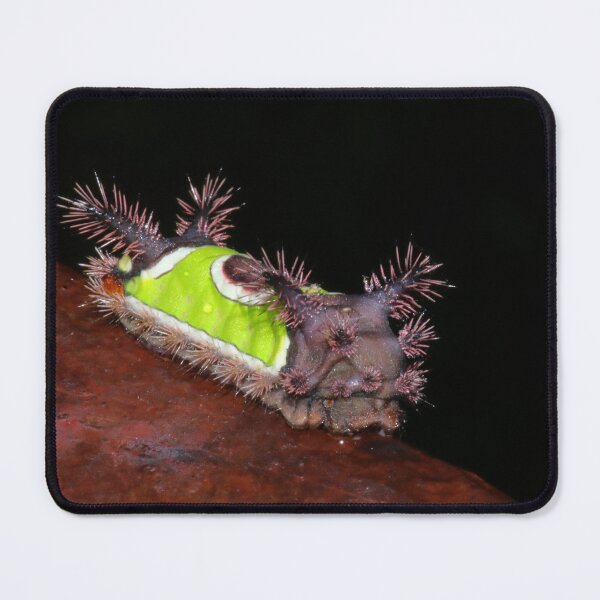 Item preview, Saddleback Caterpillar   |   Nature designed and sold by RedHandedOD.